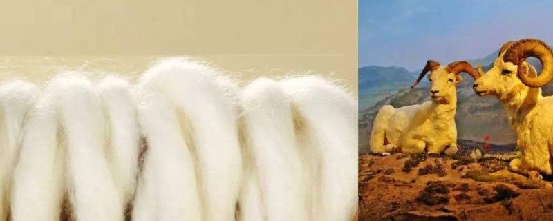 巴素兰羊毛与普通羊毛的区别（巴素兰羊毛和绵羊毛哪个好）
