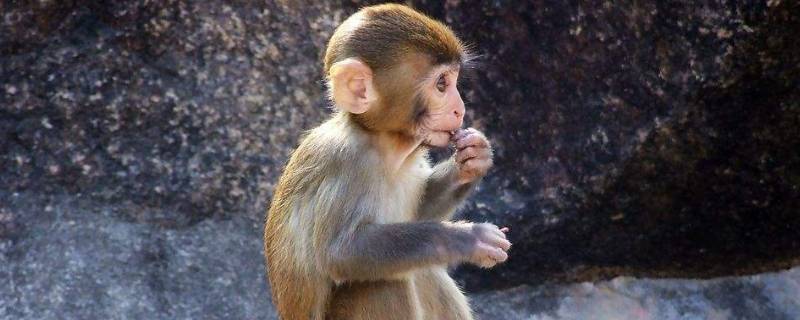 猴子的耳朵像什么 猴子的耳朵像什么形状英语