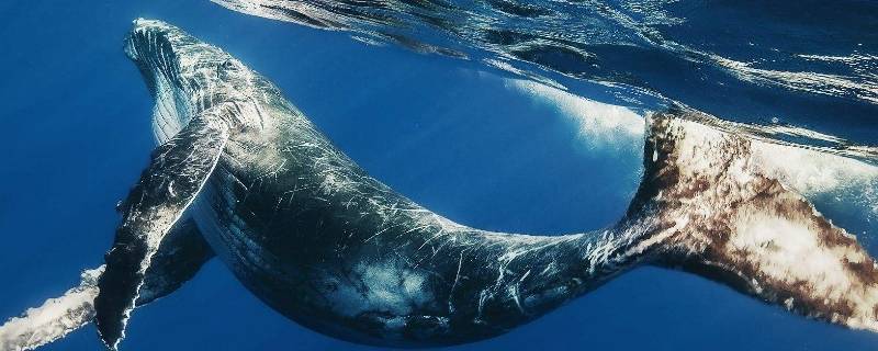 鲸鱼为什么会鲸爆 鲸鱼为何会爆炸