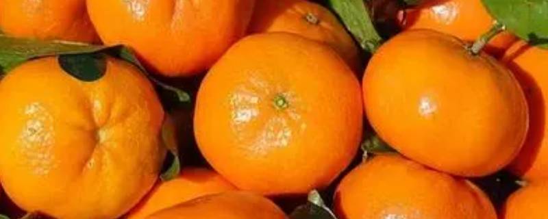橘子有公母之分吗（橘子分公母吗?百度百科）
