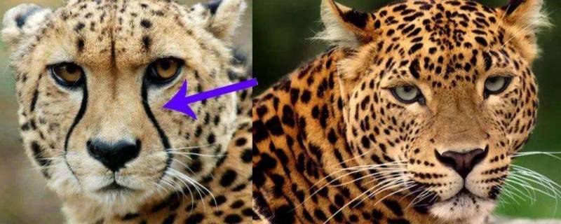 猎豹和豹子有什么区别（猎豹和豹子一样吗）