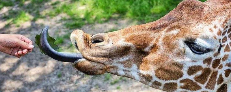 长颈鹿的舌头是什么颜色的（长颈鹿的舌头是什么颜色的?有多长?）