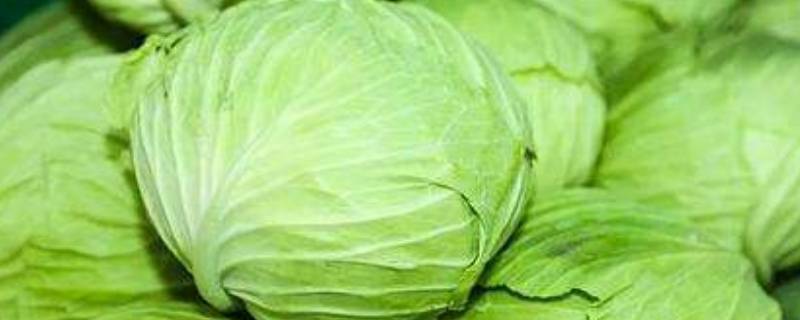 包菜是什么菜（东北包菜是什么菜）