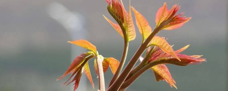 为什么不能砍香椿树（香椿树可以砍伐吗）