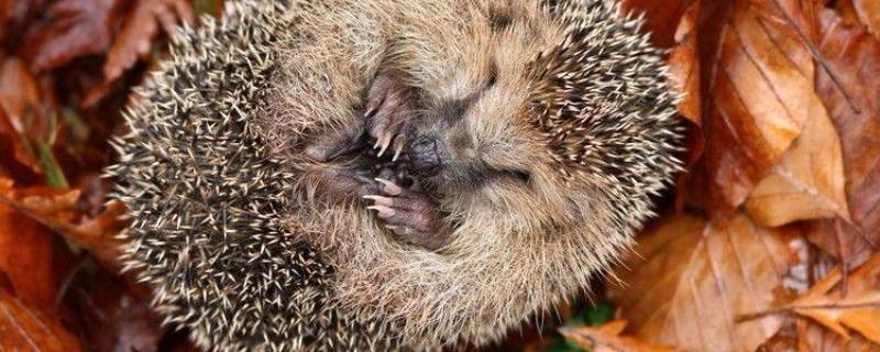 刺猬怎样过冬 刺猬怎样过冬的答案是什么
