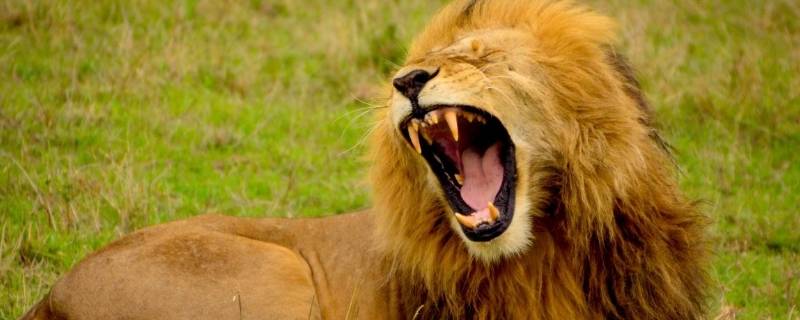 狮子怕什么动物 狮子怕什么动物到底谁是百兽之王