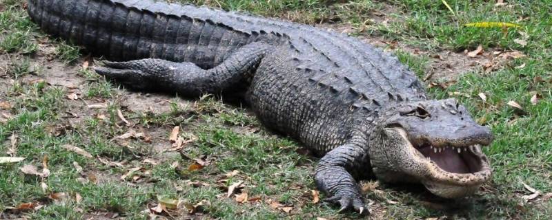 鳄鱼会溺水吗 鳄鱼在水里会淹死吗