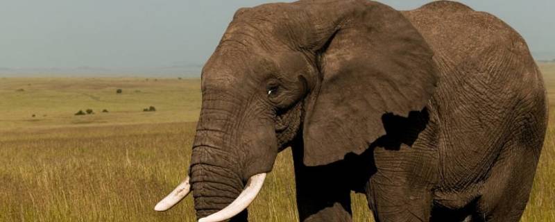 大象的耳朵有多大（大象的耳朵有多大有多宽）