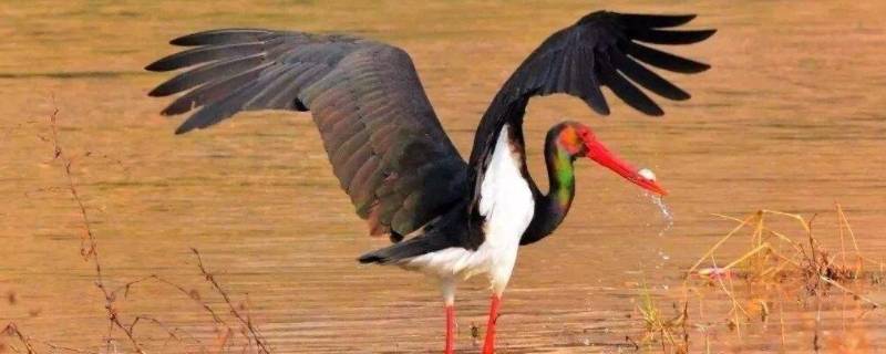 保护鸟类的十种方法 怎样保护鸟类