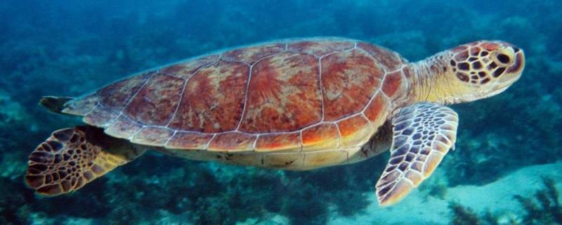 主要的海龟包括哪些类别（海龟可以分为哪两大类）