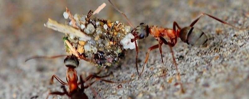 蚂蚁是怎么搬家的 蚂蚁是怎么搬家的过程