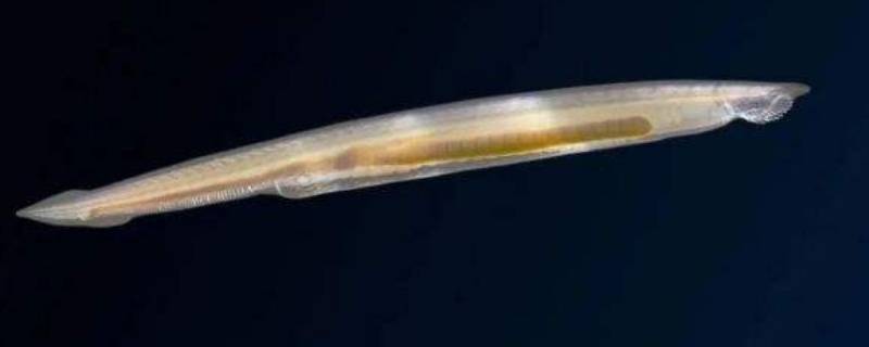 文昌鱼是鱼类吗 文昌有什么鱼