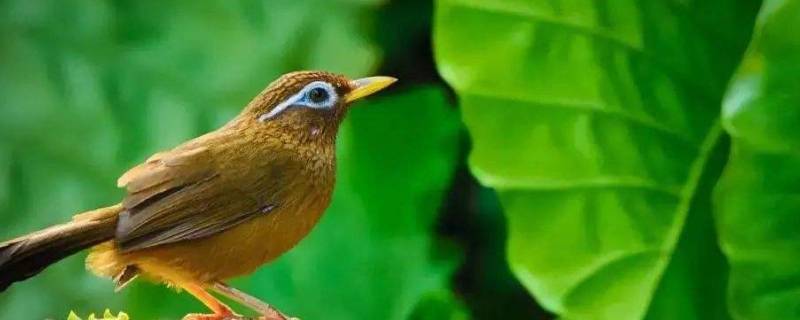 画眉是什么鸟 画眉鸟为什么叫画眉鸟?