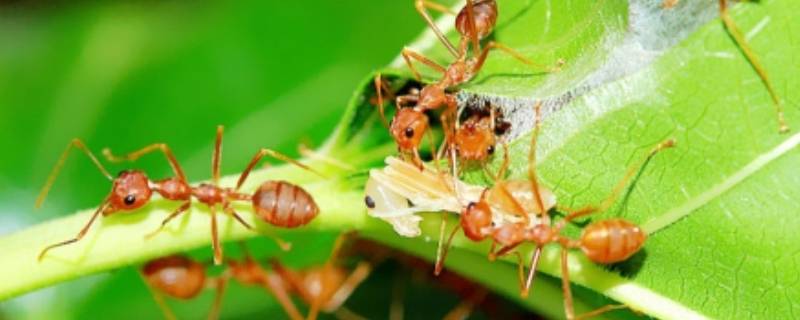 家里有红色的小蚂蚁怎么处理 家中有小红蚂蚁怎么处理
