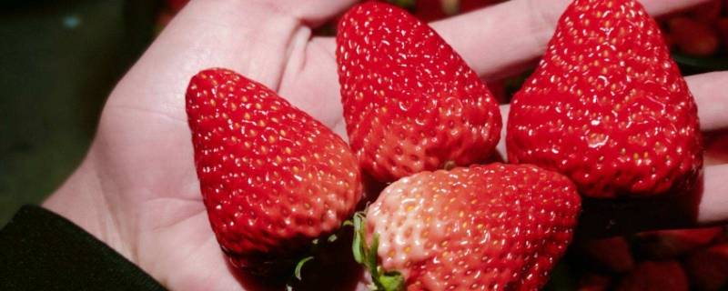 草莓保存要不要冷藏 草莓是否需要冷藏