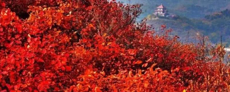 香山的枫叶红得像什么 香山的枫叶红得像什么让人感受到生活的活力