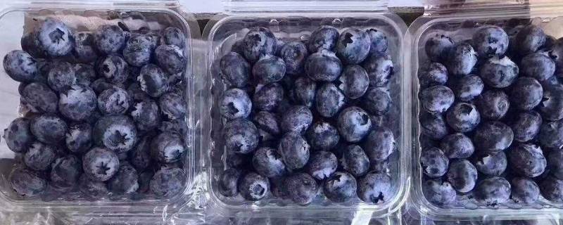 蓝莓为什么要一盒一盒的卖 今天买了一盒蓝莓