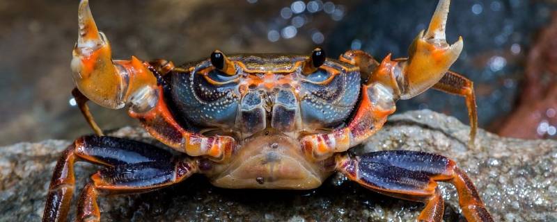 捆着的活螃蟹怎么保存时间长 绑好的活螃蟹一般能活几天怎样保存