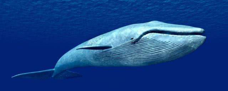 保护蓝鲸的措施（保护蓝鲸的措施英文简单）