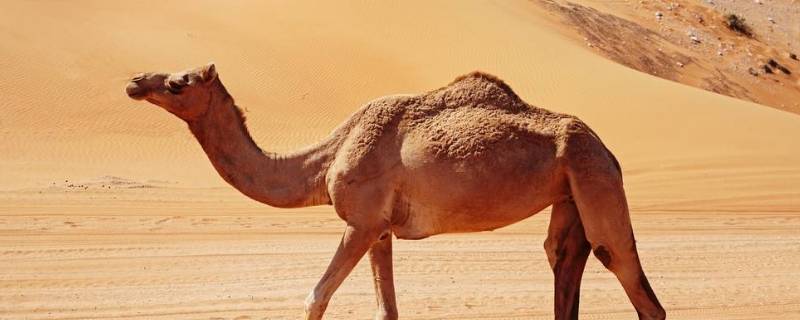 骆驼长什么样 骆驼长什么样子真正的图片
