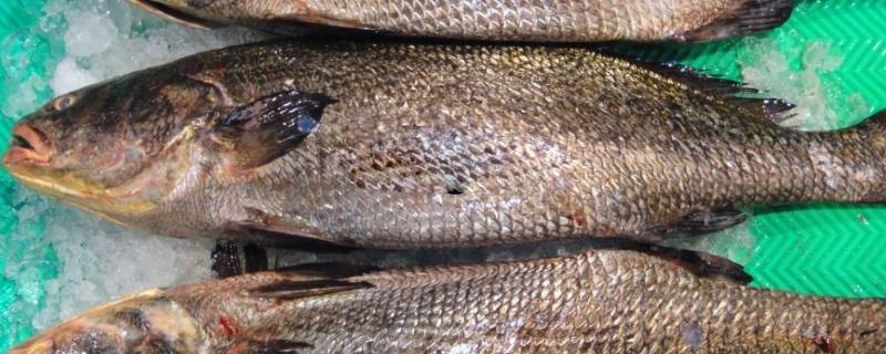 免鱼是什么鱼（免鱼是什么鱼图片）