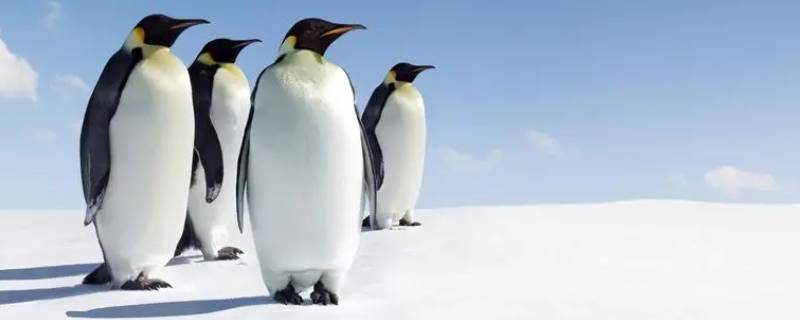 企鹅的种类（企鹅的种类有哪些介绍简单）