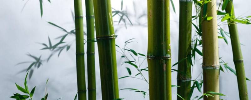 竹子的基本常识 关于竹子的知识点