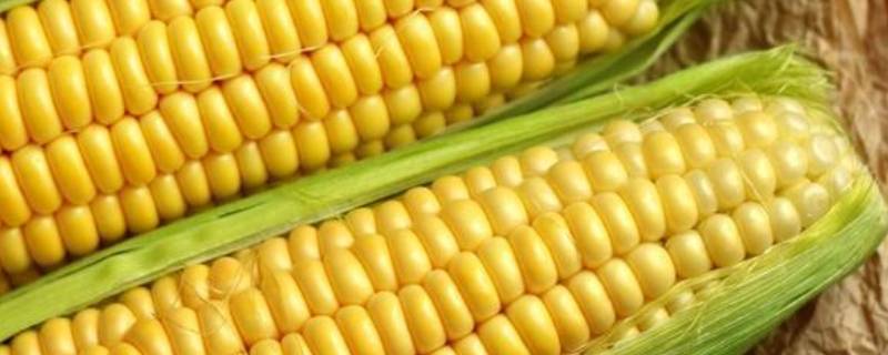 白玉米和黄玉米的区别（白玉米和黄玉米的区别对比）