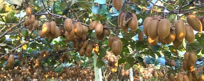 猕猴桃有酒味是怎么回事（猕猴桃怎么会有酒味道）