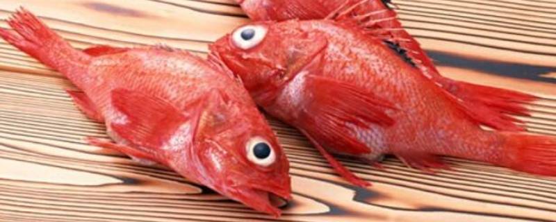 红色大头鱼是什么鱼（红色大头的鱼是什么鱼）