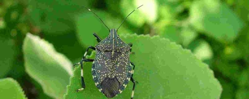 臭屁虫爬过的衣服能穿吗 臭屁虫爬了衣服有毒吗