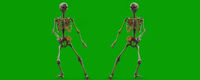 大骨架和小骨架的区别 大骨架和小骨架的区别图片