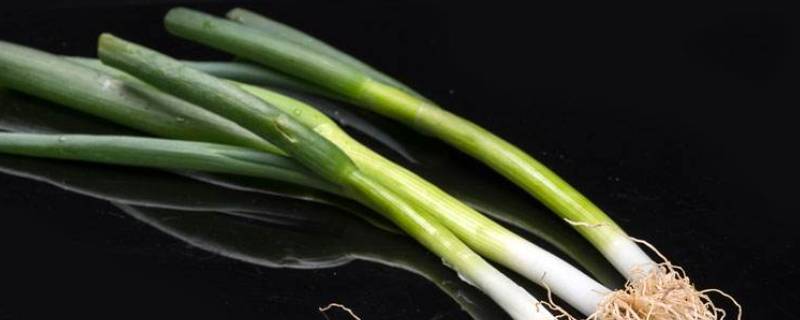 葱上有蓝色的东西是什么 葱上有蓝色的东西是什么有毒吗