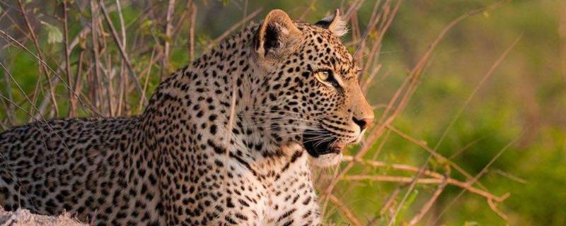 生活在非洲的野生动物主要有哪些 非洲野生动物生活在哪里
