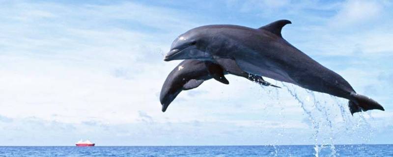 海豚属于什么类动物（海豚属于什么类动物答案）