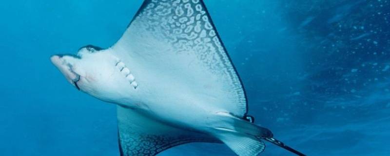 ray是什么鱼（stingray是什么鱼）