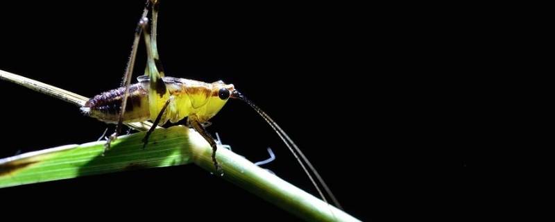 虫鸣的声音有哪些 虫鸣的声音有哪些?