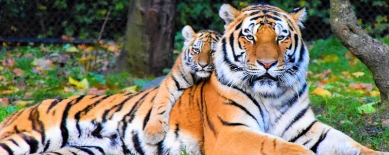 老虎的颜色是什么 老虎的颜色是什么颜色加什么颜色的