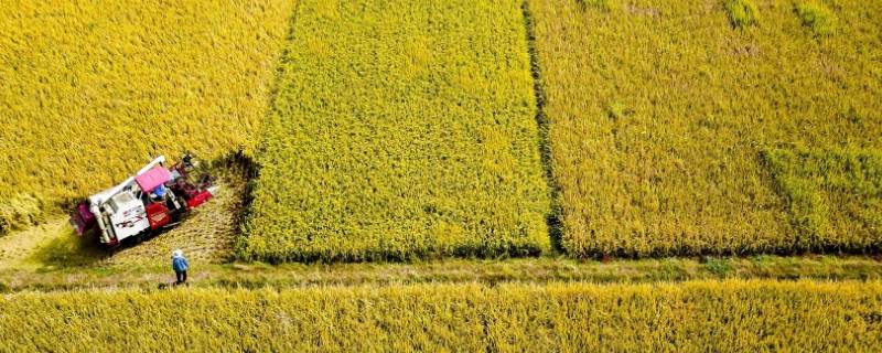 粮食安全可分为什么层次（粮食安全分为哪些方面）