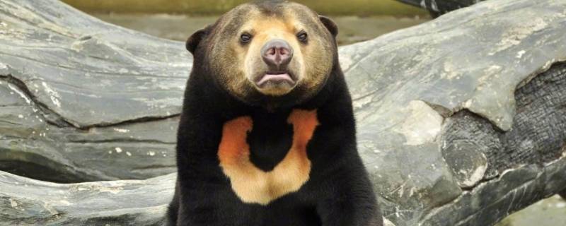 马来熊冬眠吗 马来熊需要冬眠吗