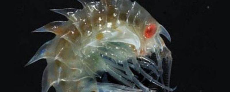 沙蚤是什么东西 沙蚤是什么样子的