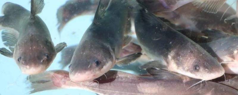 回头鱼是什么鱼（洞庭湖回头鱼是什么鱼）