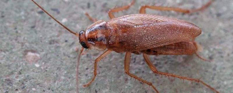 蟑螂怕什么东西和气味（蟑螂怕什么味道,怎么除蟑螂）