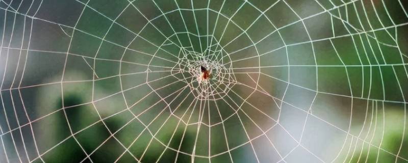 蜘蛛为什么能把网结在空中 蜘蛛为什么能把网结在空中(简语