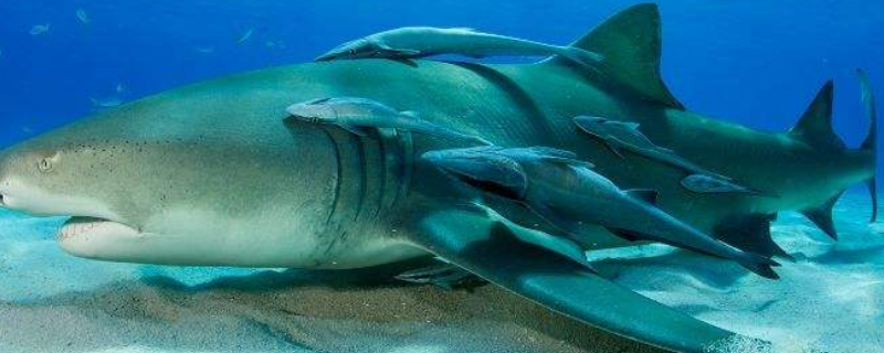 吸盘鲨为什么吸在鲨鱼身上 吸盘鲨是鲨鱼吗
