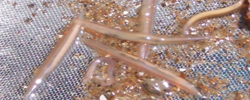 文昌鱼属于什么门 文昌鱼是什么门