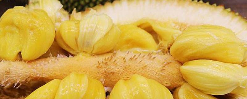 菠萝蜜和榴莲蜜有什么区别 菠萝蜜和榴莲蜜有什么不同