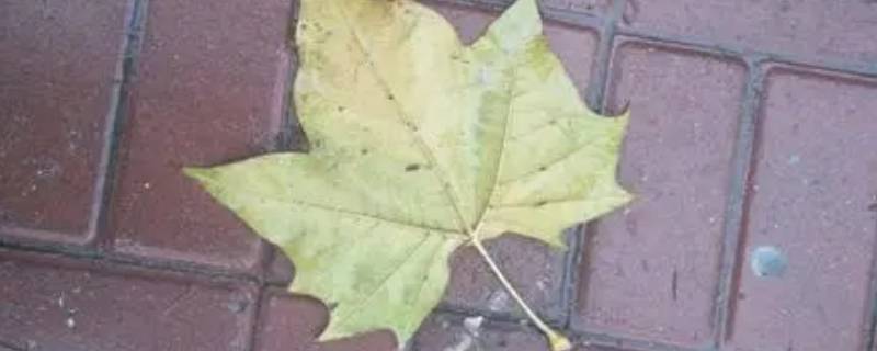 树叶自然落地后大多是背面朝上吗（树叶自然落地后大多是背面朝上吗写一份研究报告）