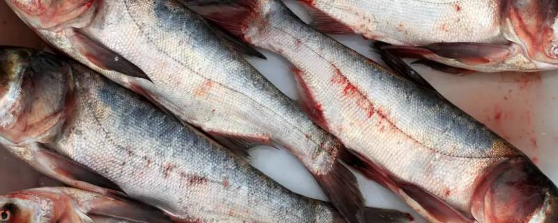 冬天鱼杀了可以放多久 冬天杀好的鱼可以放多久