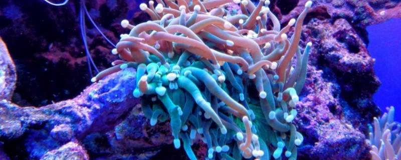 珊瑚会动吗（珊瑚会动吗?）